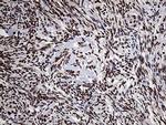 PPP4C Antibody in Immunohistochemistry (Paraffin) (IHC (P))