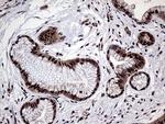 PPP4C Antibody in Immunohistochemistry (Paraffin) (IHC (P))