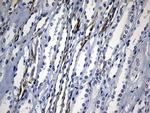 CISD2 Antibody in Immunohistochemistry (Paraffin) (IHC (P))