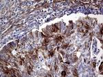 PRODH Antibody in Immunohistochemistry (Paraffin) (IHC (P))