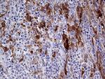 PRODH Antibody in Immunohistochemistry (Paraffin) (IHC (P))