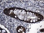 EARS2 Antibody in Immunohistochemistry (Paraffin) (IHC (P))