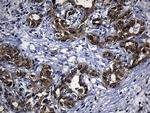 EARS2 Antibody in Immunohistochemistry (Paraffin) (IHC (P))