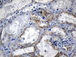 RNase11 Antibody in Immunohistochemistry (Paraffin) (IHC (P))