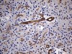 RNase11 Antibody in Immunohistochemistry (Paraffin) (IHC (P))