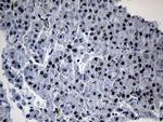 OIP5 Antibody in Immunohistochemistry (Paraffin) (IHC (P))