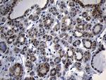 NAT1 Antibody in Immunohistochemistry (Paraffin) (IHC (P))