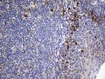 NAT1 Antibody in Immunohistochemistry (Paraffin) (IHC (P))