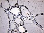 ELL Antibody in Immunohistochemistry (Paraffin) (IHC (P))