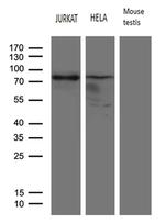 ELL Antibody in Western Blot (WB)