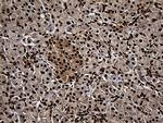 ASH2L Antibody in Immunohistochemistry (Paraffin) (IHC (P))