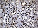 ASH2L Antibody in Immunohistochemistry (Paraffin) (IHC (P))