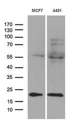 TIMM23 Antibody in Western Blot (WB)