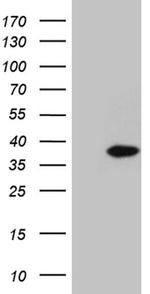 C1orf111 Antibody in Western Blot (WB)