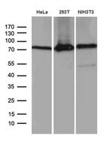 ABCF2 Antibody in Western Blot (WB)