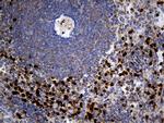 Septin 3 Antibody in Immunohistochemistry (Paraffin) (IHC (P))