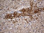 Septin 3 Antibody in Immunohistochemistry (Paraffin) (IHC (P))