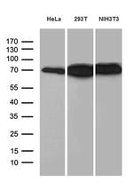 ABCF2 Antibody in Western Blot (WB)