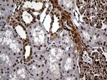 RAD21 Antibody in Immunohistochemistry (Paraffin) (IHC (P))