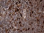 RAD21 Antibody in Immunohistochemistry (Paraffin) (IHC (P))