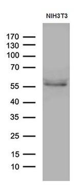 PPAR delta Antibody in Western Blot (WB)