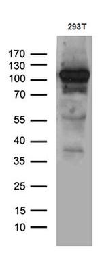 EXOC4 Antibody in Western Blot (WB)