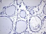 Cytohesin 4 Antibody in Immunohistochemistry (Paraffin) (IHC (P))