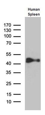 Cytohesin 4 Antibody in Western Blot (WB)