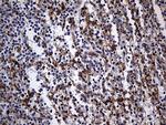 N-WASP Antibody in Immunohistochemistry (Paraffin) (IHC (P))