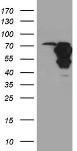 N-WASP Antibody in Western Blot (WB)