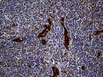 SULT1A3 Antibody in Immunohistochemistry (Paraffin) (IHC (P))