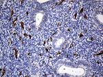 SULT1A3 Antibody in Immunohistochemistry (Paraffin) (IHC (P))