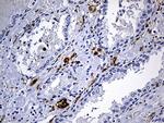 SULT1A3 Antibody in Immunohistochemistry (Paraffin) (IHC (P))