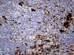 SULT1A3 Antibody in Immunohistochemistry (Paraffin) (IHC (P))