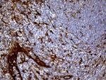 SULT1A3 Antibody in Immunohistochemistry (Paraffin) (IHC (P))