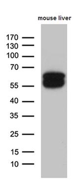 Dnmt2 Antibody in Western Blot (WB)