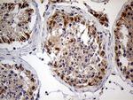 Zfp57 Antibody in Immunohistochemistry (Paraffin) (IHC (P))