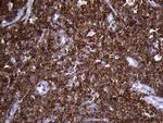 SH3BP1 Antibody in Immunohistochemistry (Paraffin) (IHC (P))