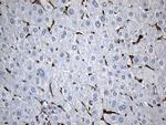 SH3BP1 Antibody in Immunohistochemistry (Paraffin) (IHC (P))