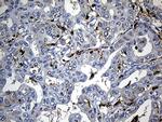 SH3BP1 Antibody in Immunohistochemistry (Paraffin) (IHC (P))