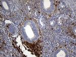 SH3BP1 Antibody in Immunohistochemistry (Paraffin) (IHC (P))