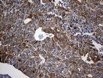 SH3BP1 Antibody in Immunohistochemistry (Paraffin) (IHC (P))