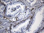 SH3BP1 Antibody in Immunohistochemistry (Paraffin) (IHC (P))