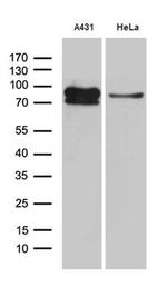 EEF1D Antibody in Western Blot (WB)