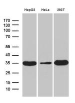 PYCR1 Antibody in Western Blot (WB)