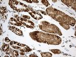 ACADM Antibody in Immunohistochemistry (Paraffin) (IHC (P))