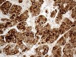 CHCHD10 Antibody in Immunohistochemistry (Paraffin) (IHC (P))