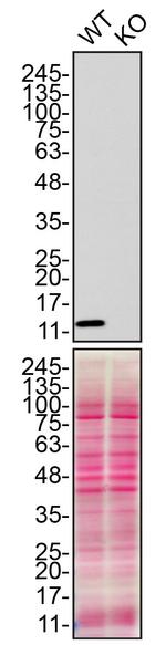 CHCHD10 Antibody