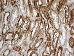 CHCHD10 Antibody in Immunohistochemistry (Paraffin) (IHC (P))