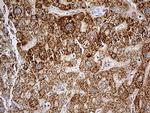 CHCHD10 Antibody in Immunohistochemistry (Paraffin) (IHC (P))